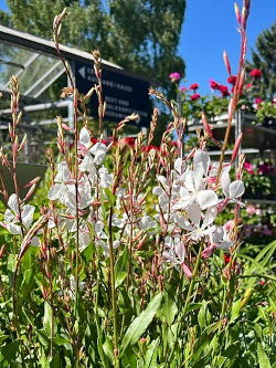 Dauerblüherin an vollsonnigen Plätzen: Prachtkerze (Gaura) © Gärtnerei Klumpen