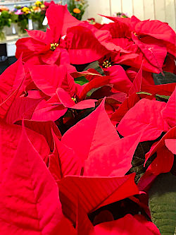 Weihnachtlicher Glanz für Haus und Garten © Gärtnerei Klumpen