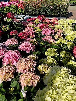 Sommer pflanzen im Frühling © Gärtnerei Klumpen