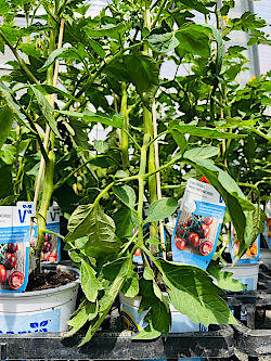 Sommer pflanzen im Frühling © Gärtnerei Klumpen