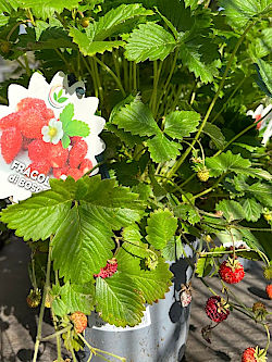 Sommer pflanzen im Frühling © Gärtnerei Klumpen