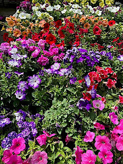 Sommer pflanzen im Frühling © Gärtnerei Klumpen