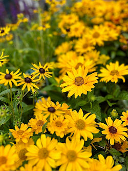 Der Herbst blüht golden  © Gärtnerei Klumpen