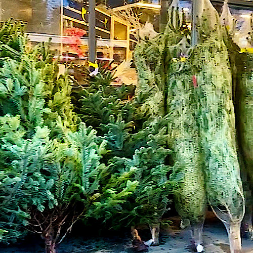 Weihnachtsb&auml;ume