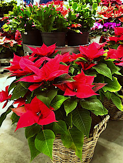 Advent und Weihnachten leuchten in allen Farben bunt und fr&ouml;hlich! Was f&uuml;r eine zauberhafte Zeit! &copy; G&auml;rtnerei Klumpen