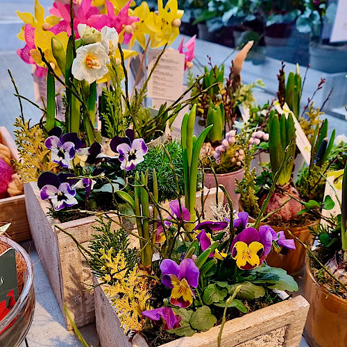 Fr&uuml;hbl&uuml;her26 &copy; G&auml;rtnerei Klumpen