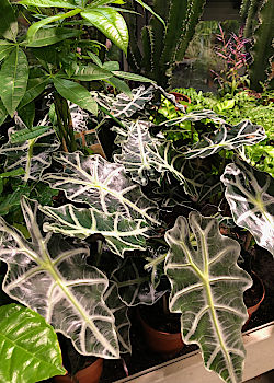 Zimmerpflanze bringen Frische und Leben in die Wohnung. &copy; G&auml;rtnerei Klumpen