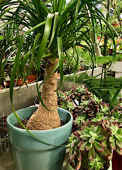 Zimmerpflanze bringen Frische und Leben in die Wohnung. &copy; G&auml;rtnerei Klumpen