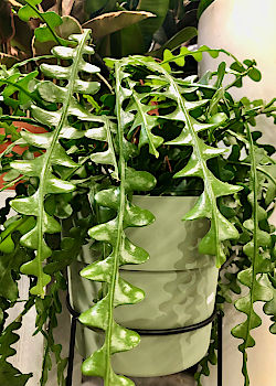 Zimmerpflanze bringen Frische und Leben in die Wohnung. &copy; G&auml;rtnerei Klumpen