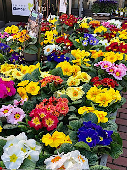 Blumen, die im Fr&uuml;hling Freude bringen. &copy; G&auml;rtnerei Klumpen