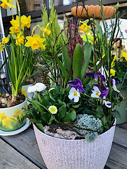 Blumen, die im Fr&uuml;hling Freude bringen. &copy; G&auml;rtnerei Klumpen