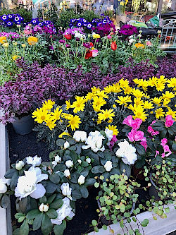 Blumen, die im Fr&uuml;hling Freude bringen. &copy; G&auml;rtnerei Klumpen