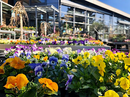 Blumen, die im Fr&uuml;hling Freude bringen. &copy; G&auml;rtnerei Klumpen