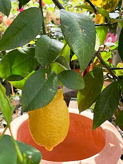 Frische Vielfalt f&uuml;r die neue Gartensaison. &copy; G&auml;rtnerei Klumpen