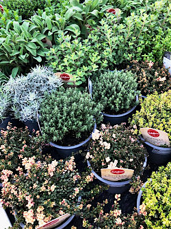 Frische Vielfalt f&uuml;r die neue Gartensaison. &copy; G&auml;rtnerei Klumpen