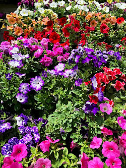 Frische Vielfalt f&uuml;r die neue Gartensaison. &copy; G&auml;rtnerei Klumpen