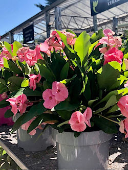 Sommerblumen, H&auml;ngepflanzen, K&uuml;belpflanzen, Kr&auml;uterduft und pflegeleichte Sorten f&uuml;r Sonne und Schatten. F&uuml;r Balkonkasten, Terrasse und kleine Stadtg&auml;rten. &copy; G&auml;rtnerei Klumpen