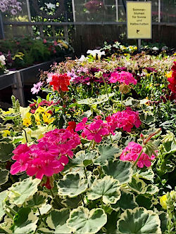 Sommerblumen, H&auml;ngepflanzen, K&uuml;belpflanzen, Kr&auml;uterduft und pflegeleichte Sorten f&uuml;r Sonne und Schatten. F&uuml;r Balkonkasten, Terrasse und kleine Stadtg&auml;rten. &copy; G&auml;rtnerei Klumpen