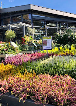 Herbst f&uuml;r drinnen und drau&szlig;en: Heide aus der G&auml;rtnerei, nat&uuml;rliche Deko und gem&uuml;tliche Indoor-Akzente. Auf geht's: robuste Pflanzen f&uuml;r Stadtg&auml;rten und Balkone, denn jetzt ist die beste Pflanzzeit! &copy; G&auml;rtnerei Klumpen