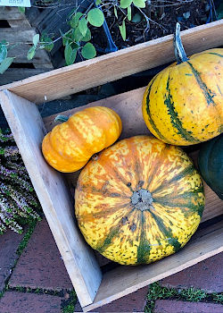 Herbst f&uuml;r drinnen und drau&szlig;en: Heide aus der G&auml;rtnerei, nat&uuml;rliche Deko und gem&uuml;tliche Indoor-Akzente. Auf geht's: robuste Pflanzen f&uuml;r Stadtg&auml;rten und Balkone, denn jetzt ist die beste Pflanzzeit! &copy; G&auml;rtnerei Klumpen