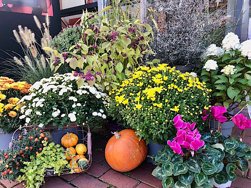 Warme Herbstfarben und kr&auml;ftige Bl&uuml;her kombiniert mit K&uuml;rbisdeko. Ein hyggeliges Willkommen f&uuml;r Garten, Balkon und Zuhause. &copy; G&auml;rtnerei Klumpen