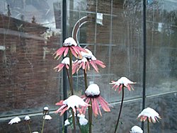 Winter 2008 / 2009